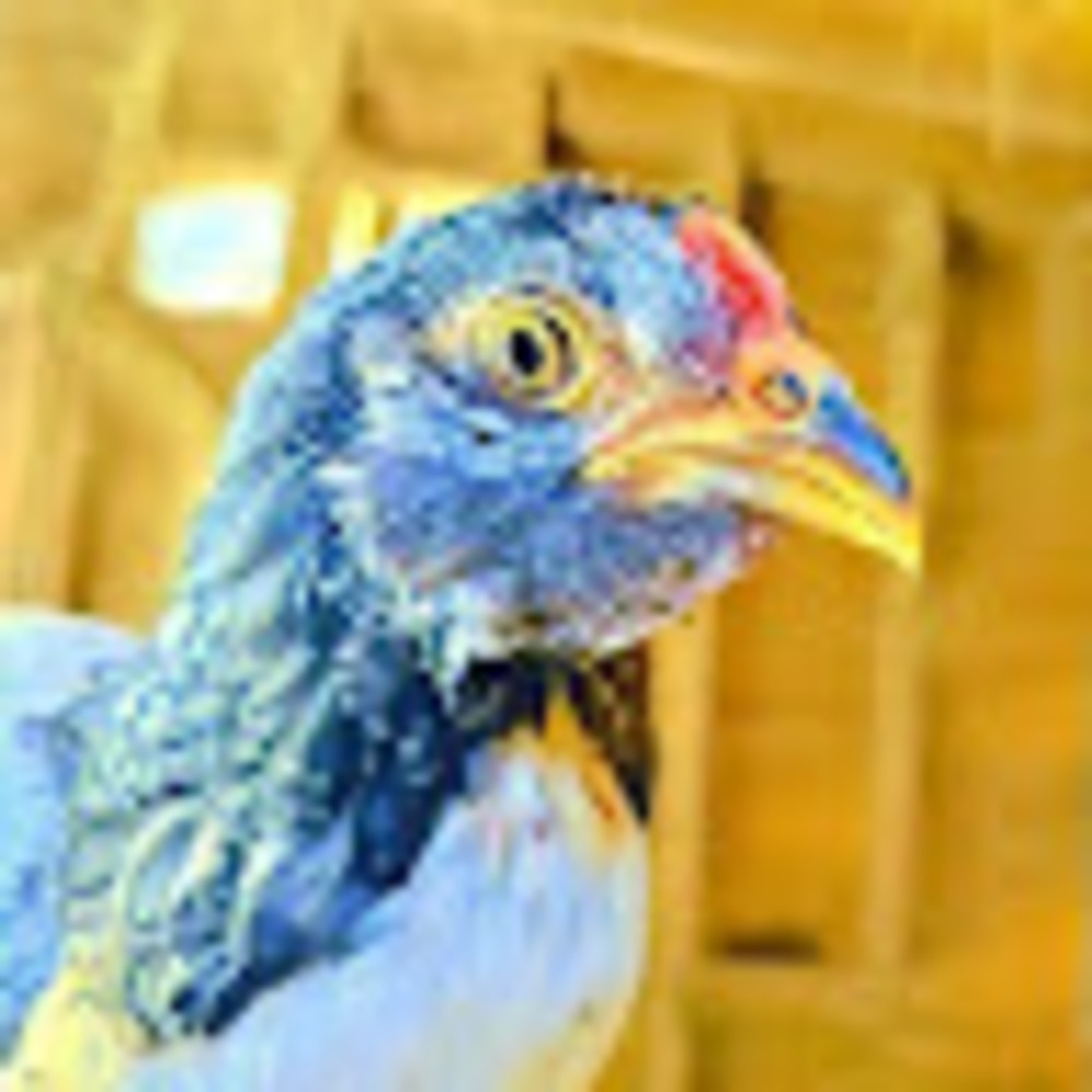 Meet your Posher, Ava